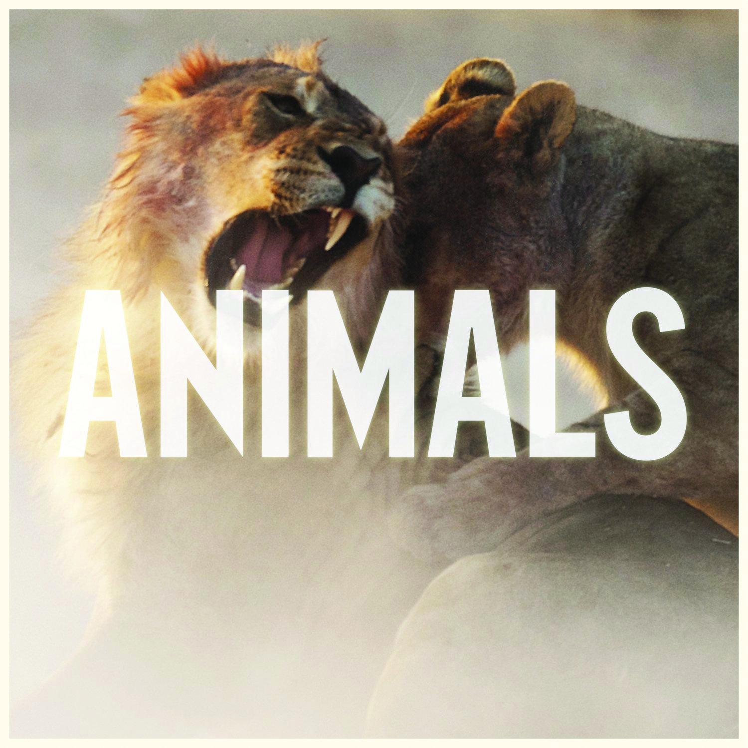 Maroon 5 - Animals